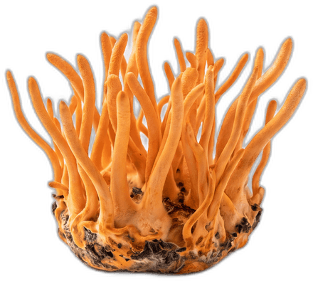 Cordyceps mushroom