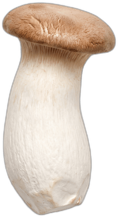 King Trumpet mushroom