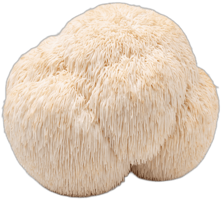 Lion's Mane mushroom