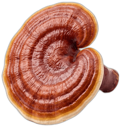 Reishi mushroom