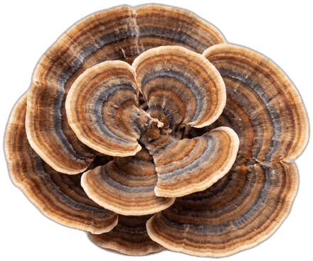 Turkey Tail mushroom